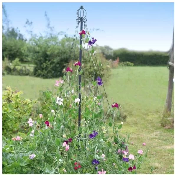 Klimsteun Sierlijke Piramide