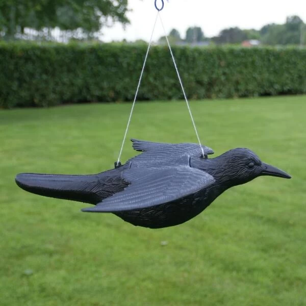 Duivenverjager Vliegende Raaf