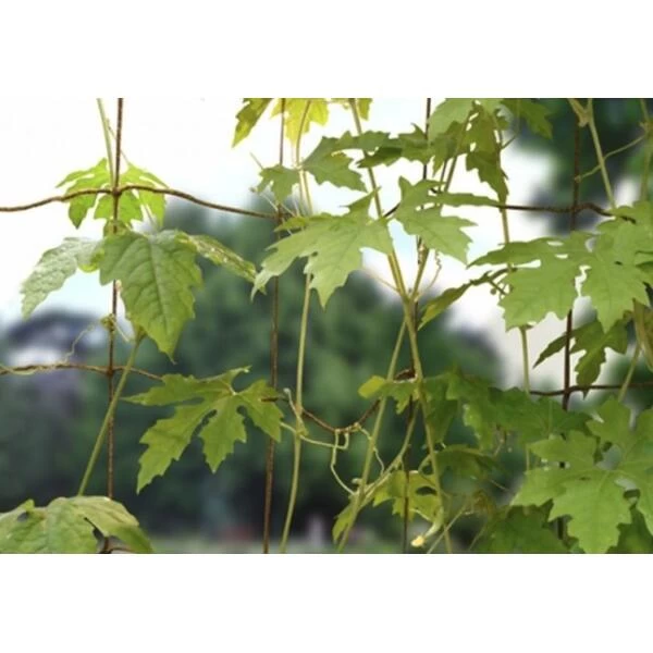 Groeinet Bonen En Erwten 1,8 × 1,8 M - Afbeelding 2