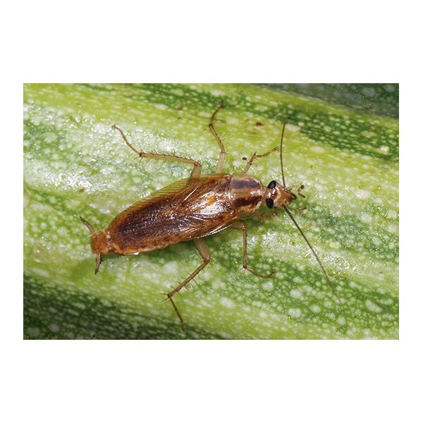 Kakkerlakkenval XL + Lokstof - Set Van 4 Stuks - Afbeelding 3