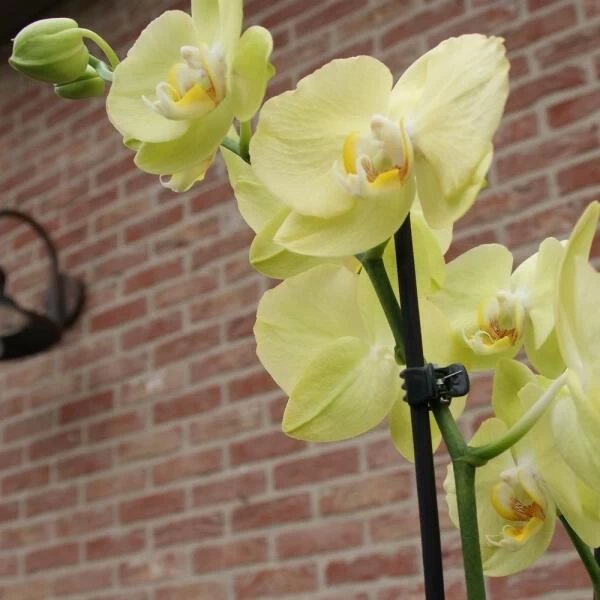 Orchideeënclips - Set Van 10 Stuks - Afbeelding 4