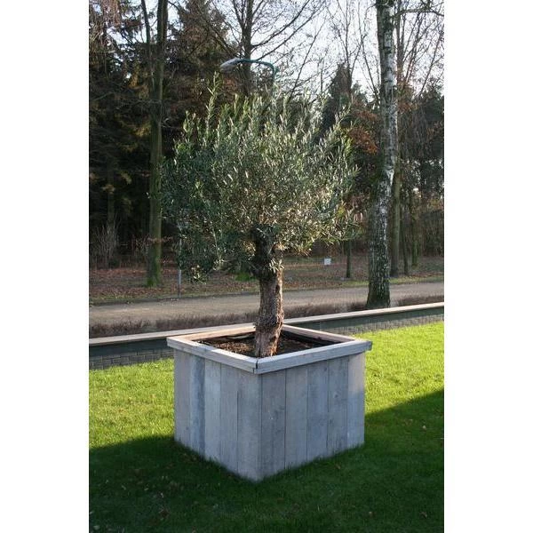 Thermobeschermhoes Jumbo Voor Planten - 240 × 200 Cm - Afbeelding 4